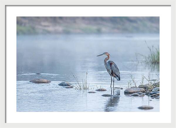 Goliath Heron In Misty River