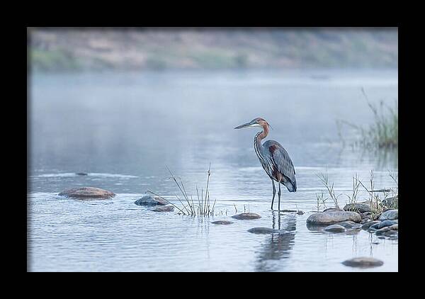 Goliath Heron In Misty River