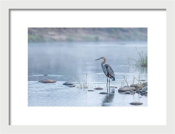 Goliath Heron In Misty River