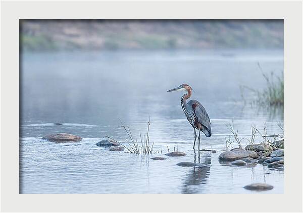 Goliath Heron In Misty River