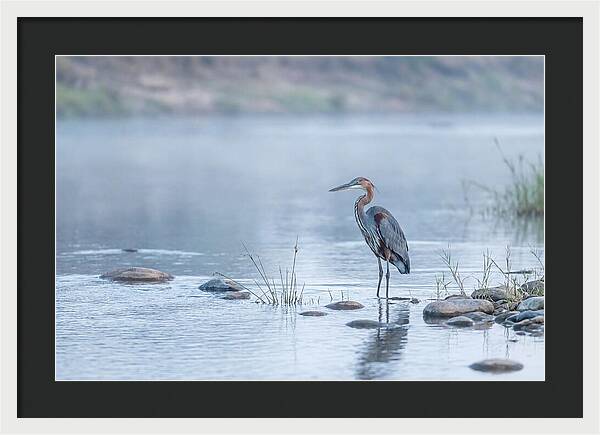 Goliath Heron In Misty River