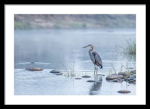 Goliath Heron In Misty River