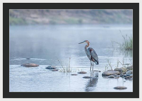 Goliath Heron In Misty River