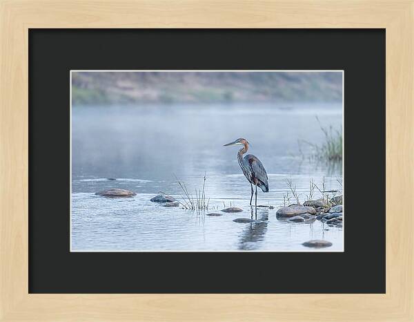 Goliath Heron In Misty River