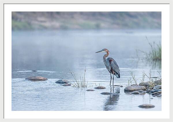 Goliath Heron In Misty River