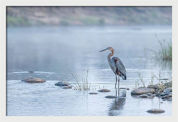 Goliath Heron In Misty River