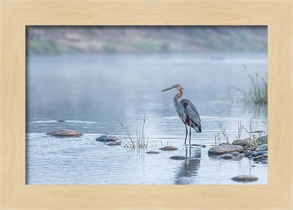 Goliath Heron In Misty River