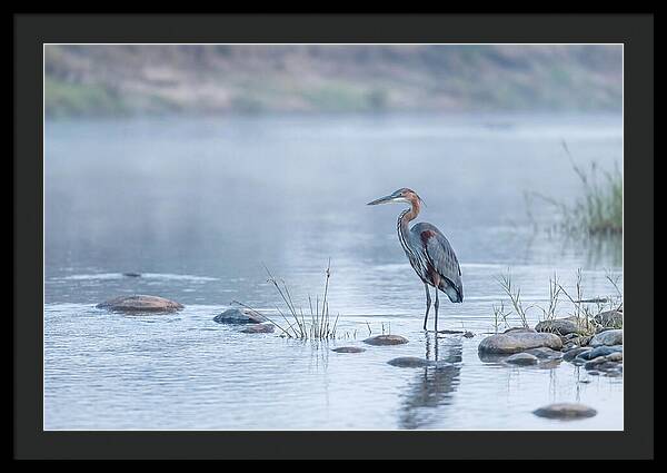 Goliath Heron In Misty River