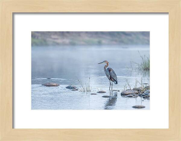 Goliath Heron In Misty River