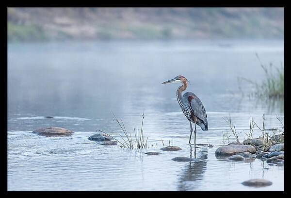 Goliath Heron In Misty River