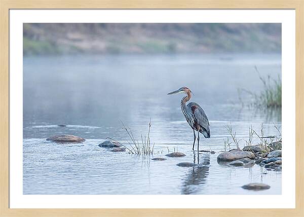 Goliath Heron In Misty River