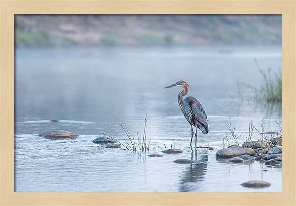Goliath Heron In Misty River