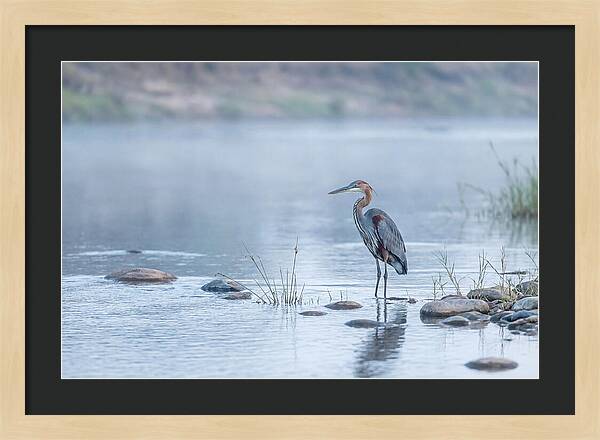 Goliath Heron In Misty River