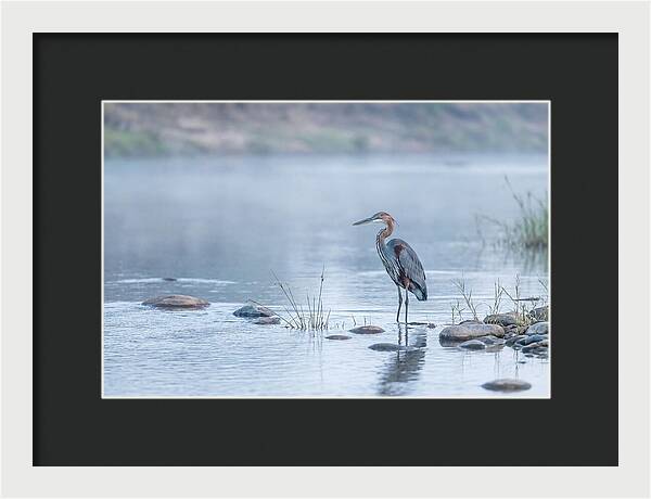 Goliath Heron In Misty River