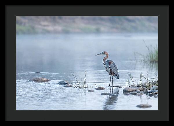Goliath Heron In Misty River