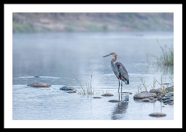 Goliath Heron In Misty River