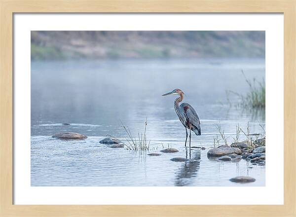 Goliath Heron In Misty River