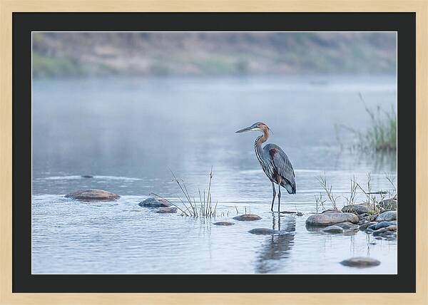 Goliath Heron In Misty River