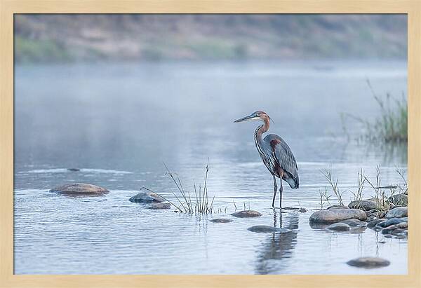 Goliath Heron In Misty River