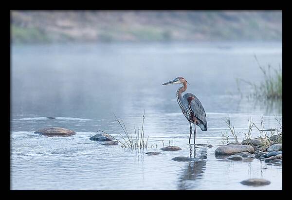 Goliath Heron In Misty River