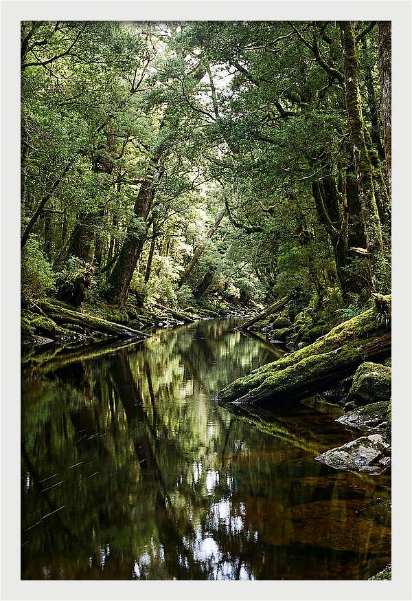 Gordon River Serenity