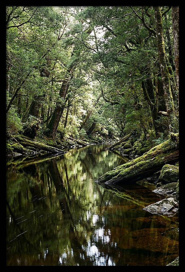 Gordon River Serenity