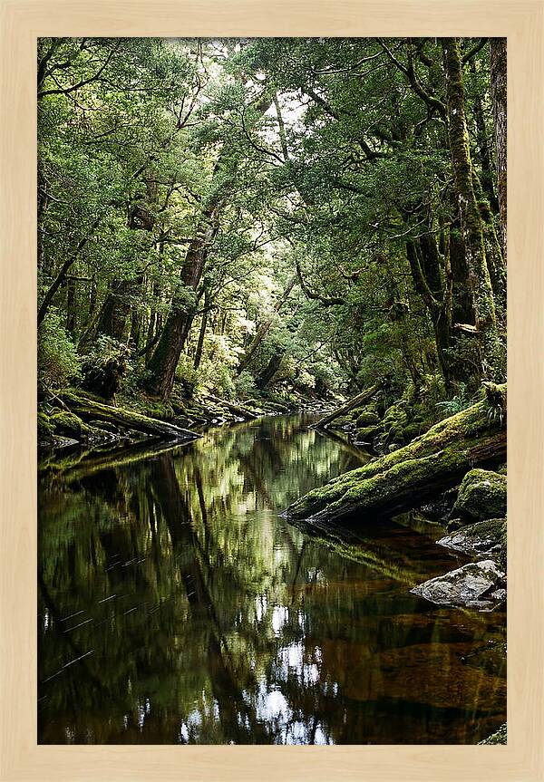 Gordon River Serenity