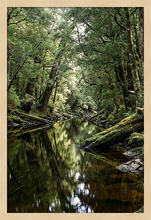 Gordon River Serenity