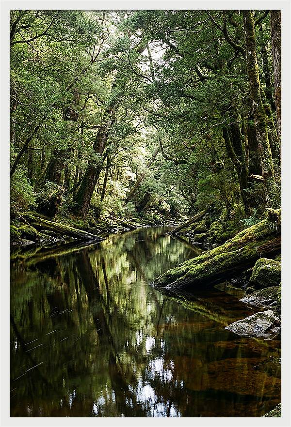 Gordon River Serenity