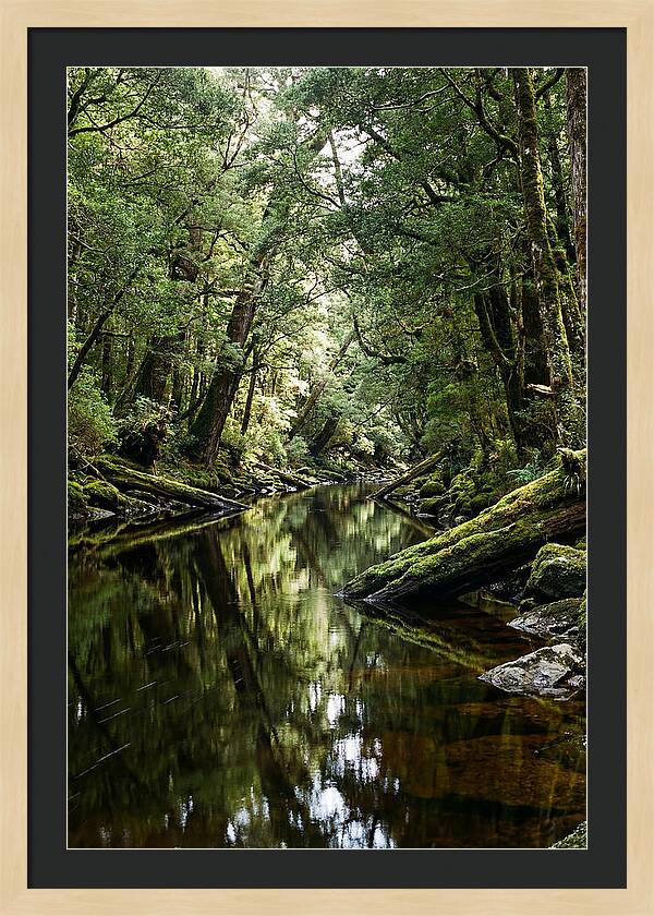 Gordon River Serenity