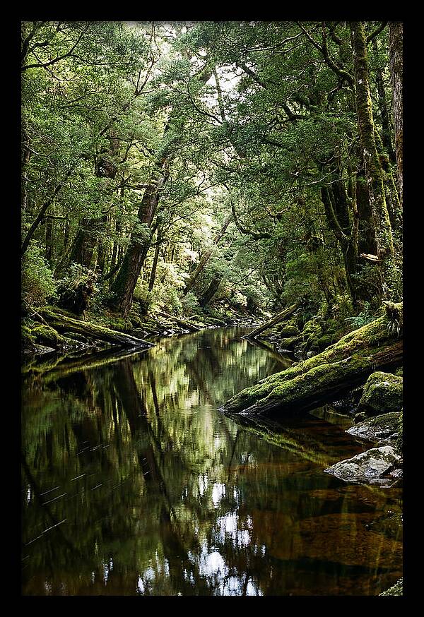 Gordon River Serenity