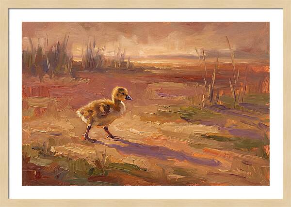 Gosling In The Mediterranean Light