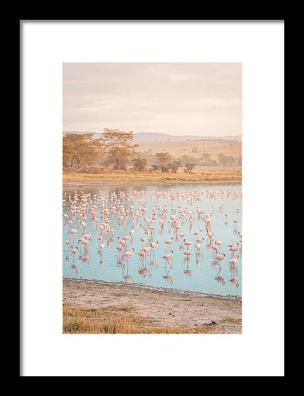 Graceful Flamingos At Lake Nakuru