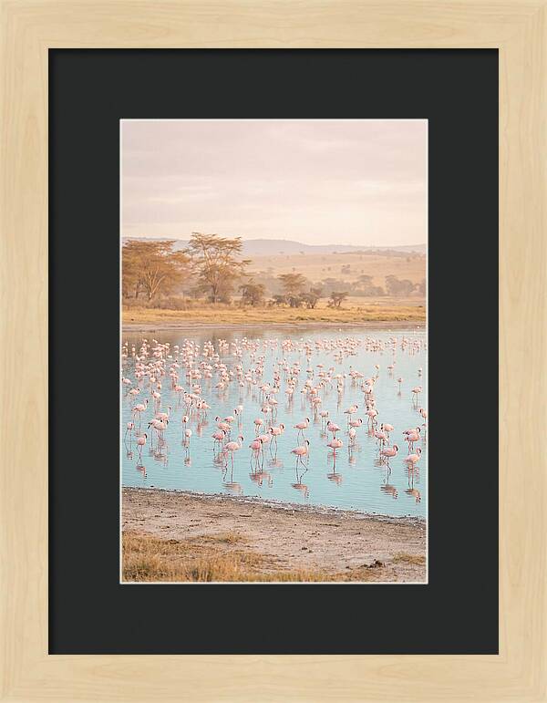 Graceful Flamingos At Lake Nakuru