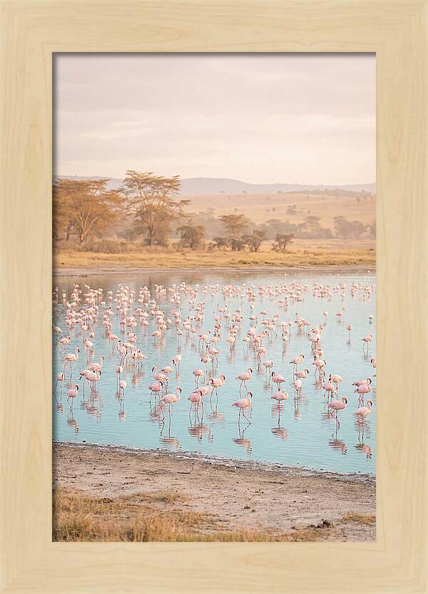 Graceful Flamingos At Lake Nakuru