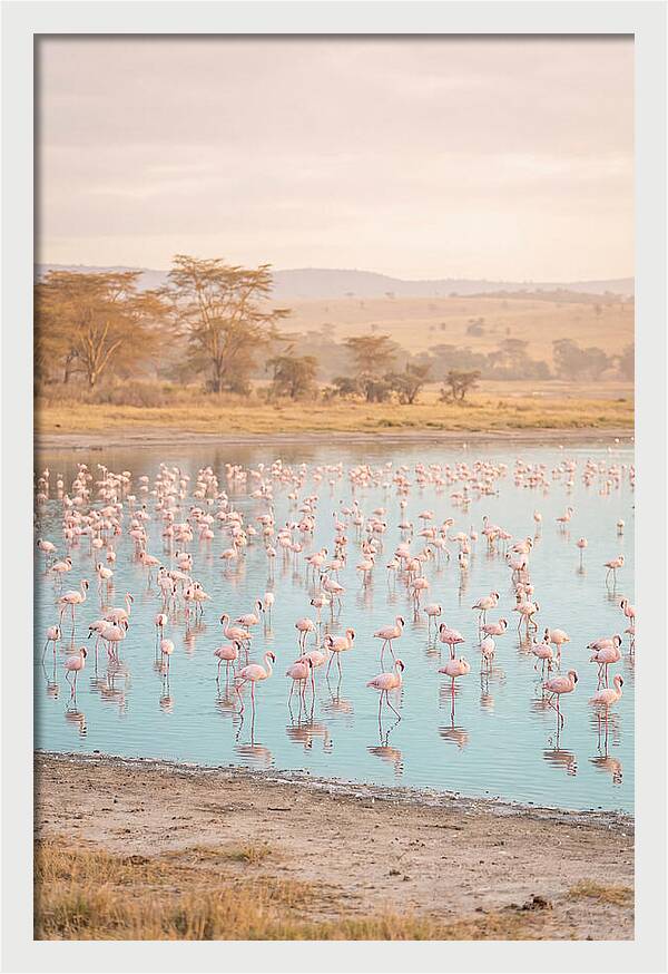Graceful Flamingos At Lake Nakuru