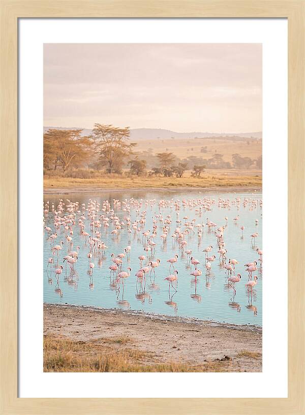 Graceful Flamingos At Lake Nakuru