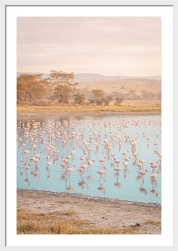 Graceful Flamingos At Lake Nakuru