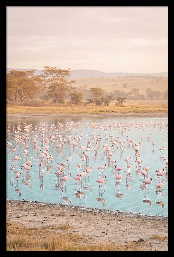 Graceful Flamingos At Lake Nakuru