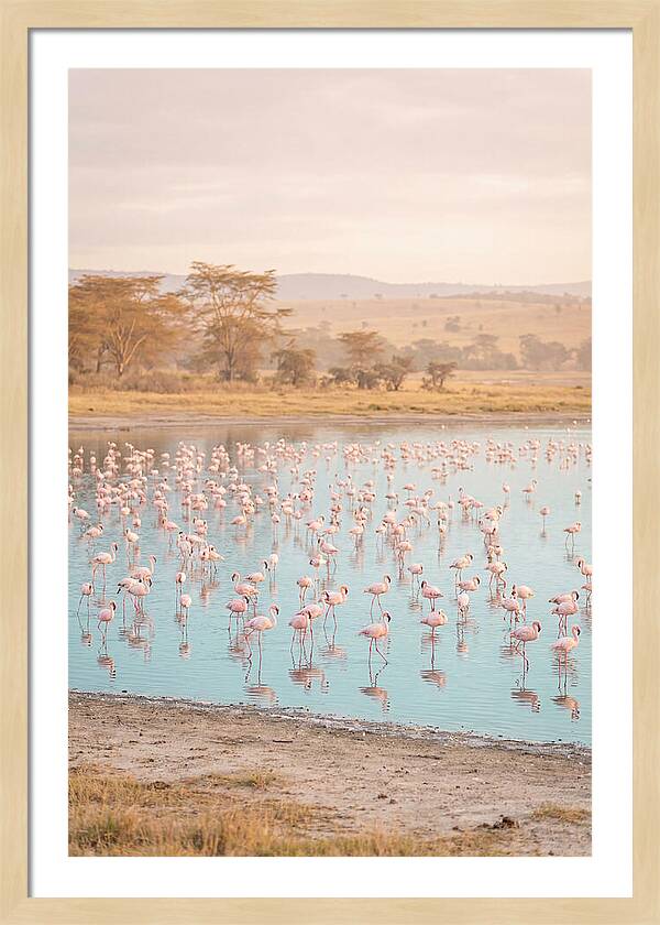 Graceful Flamingos At Lake Nakuru