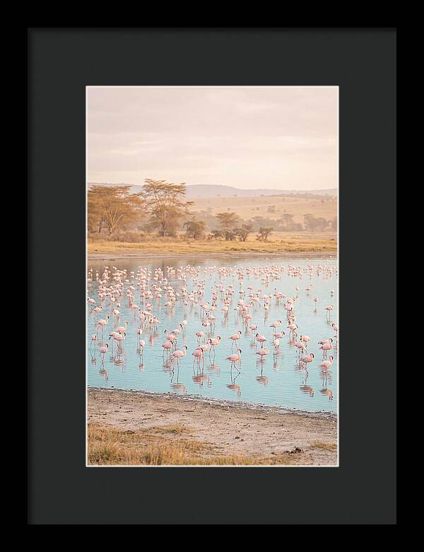 Graceful Flamingos At Lake Nakuru