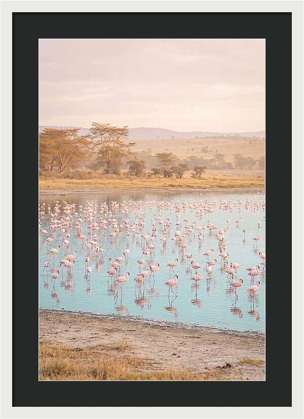 Graceful Flamingos At Lake Nakuru
