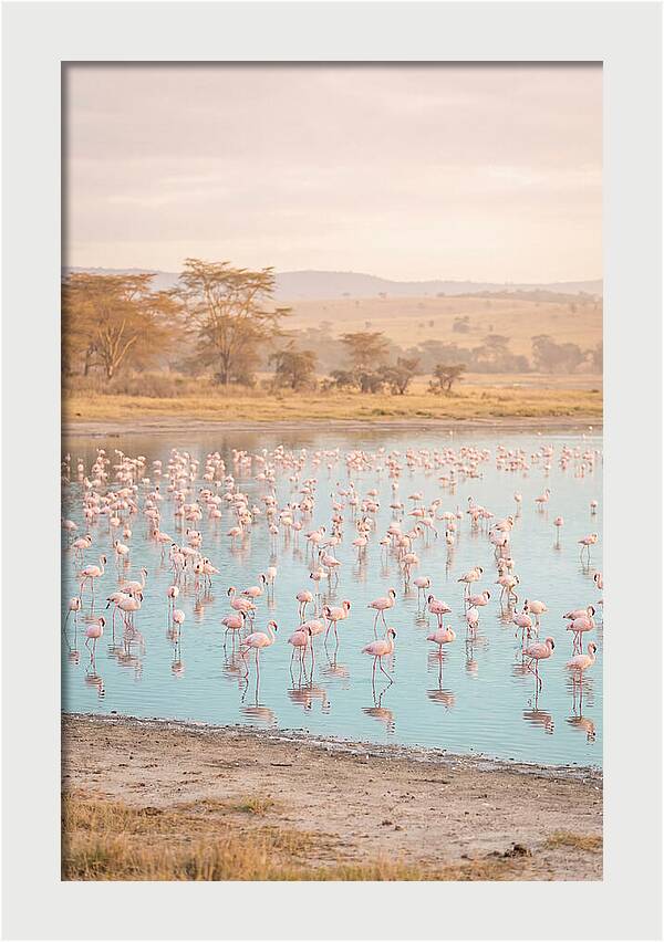 Graceful Flamingos At Lake Nakuru