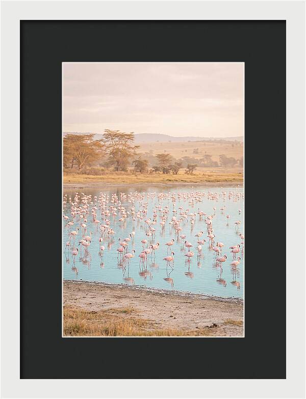 Graceful Flamingos At Lake Nakuru