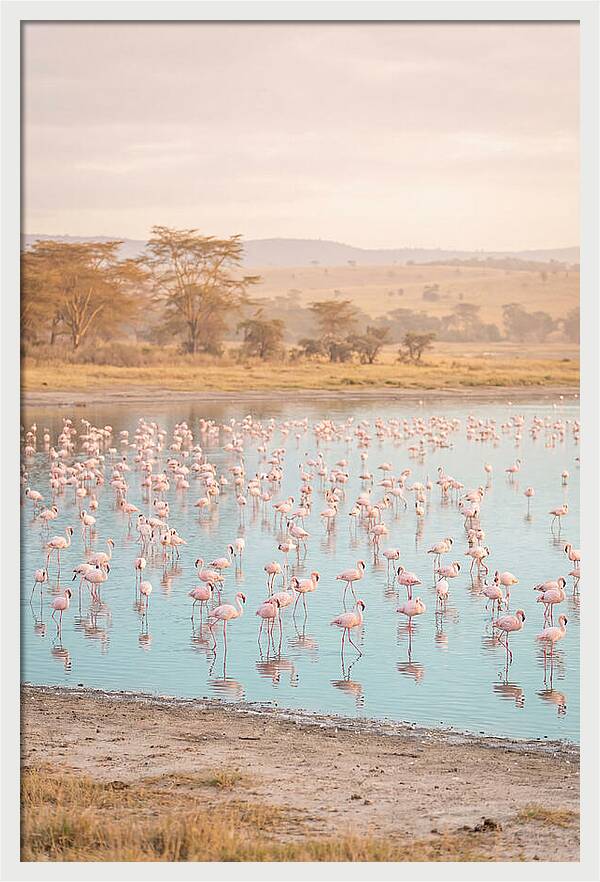 Graceful Flamingos At Lake Nakuru