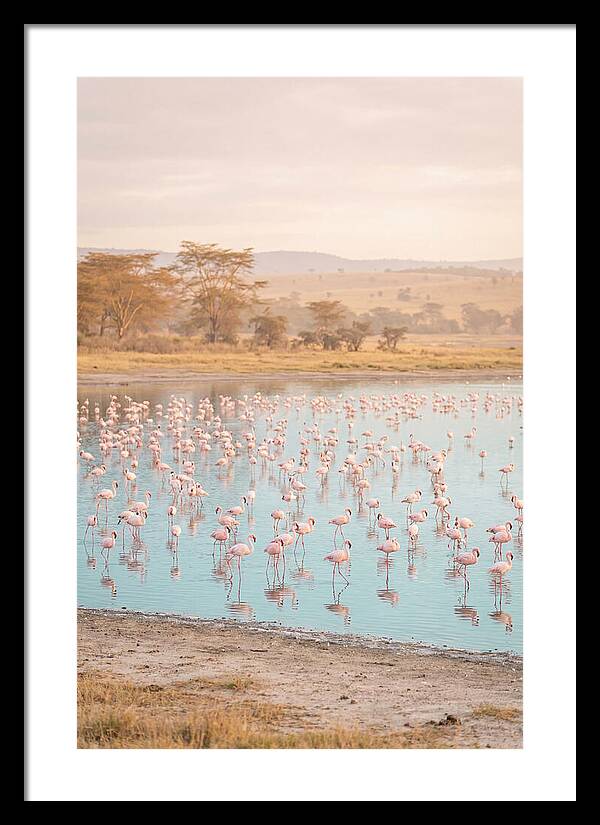 Graceful Flamingos At Lake Nakuru