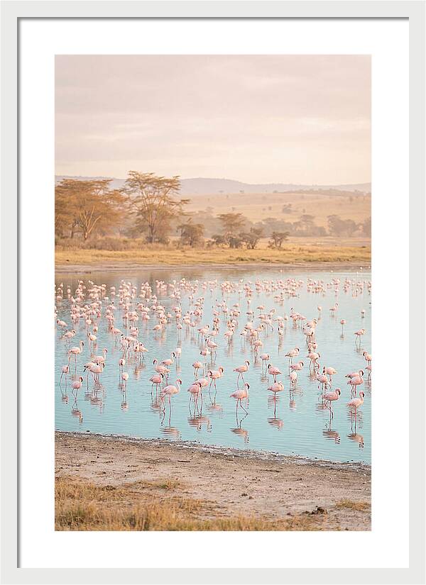 Graceful Flamingos At Lake Nakuru