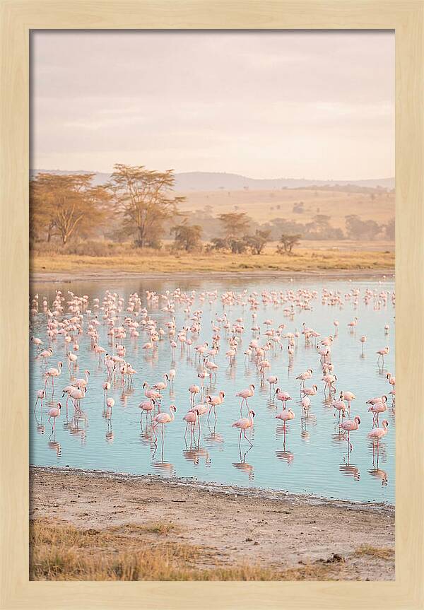 Graceful Flamingos At Lake Nakuru