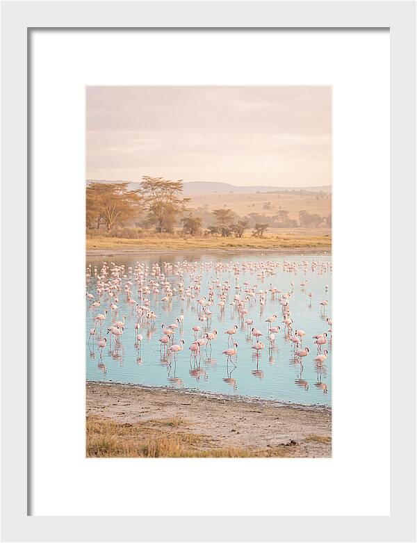 Graceful Flamingos At Lake Nakuru