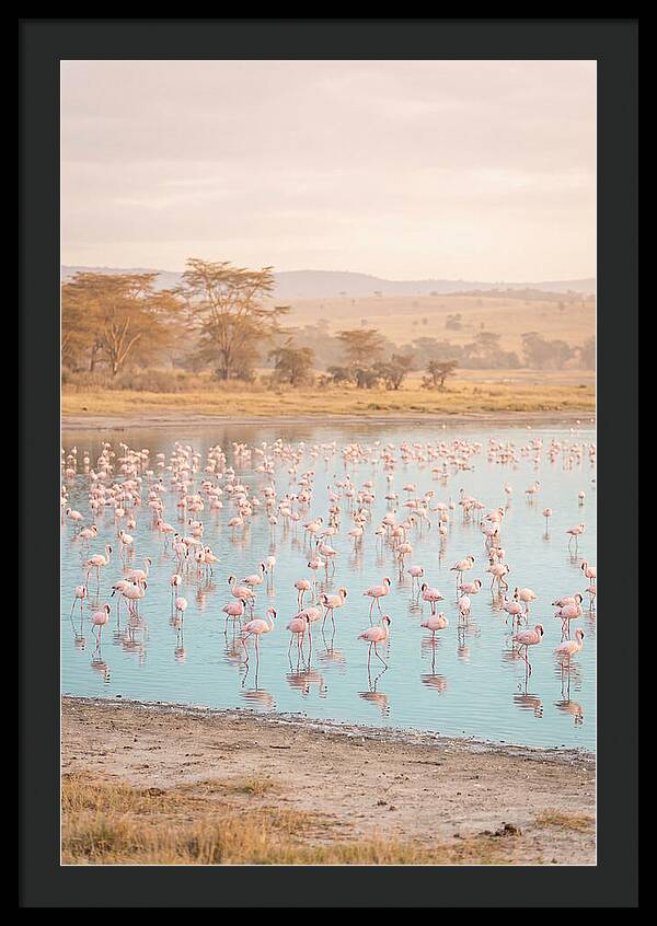 Graceful Flamingos At Lake Nakuru